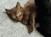  cat for sale A mix between Siamese and British shorthair