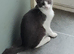 Here is Sid he's silver