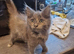 Main Coon x Russian Blue
