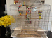 Beautiful Baby Budgie with cage:accessories