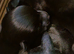 6 scottiah terrier puppies