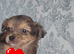 Pomeranian x chihuahua