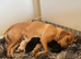 2 Kc reg girls left lab pups looking for new homes