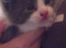 Kittens looking for there forever homes