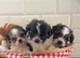 Beautiful tiny Maltipoo puppies