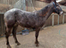 British breed appy mare... Cachriph Kazari