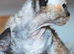 Beautiful girl Devon Rex