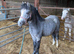 Registered Welsh section A gelding yearling