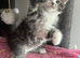 LAST GIRL LEFT Maine coon kittens