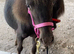 Two Beautiful Falabella Fillies For Sale