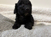 F1 cockapoo puppys