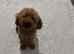 Red miniture golden doodle boy