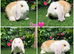 Pure breed mini lops Doe&Buck
