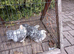 A Lovely trio of Cuckoo Pekin bantam 3 months old