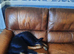 German shepherd's puppy male