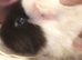2 guinea pigs for sales