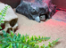 Make leapard gecko with full set up