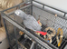 African grey