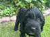 F1b cockapoo puppies