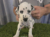 KC Registered dalmatian puppies for sale