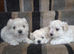 READY NOW!! TINY KOREAN MALTIPOO PUPPIES