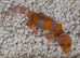 Mixed morph leopard geckos