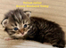 Really pretty pedigree Siberian Kittens