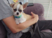 Apple head chihuahua boy 17w