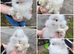 Pure Double mane lionhead Bunnies READY NOW!