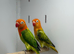 Love birds