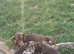 Miniature dachshund