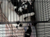 4 beautiful cross babies