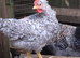 Cream Legbar  Cocks Young Chickens Blue Egg
