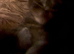 Beautiful litter of main coon kittens