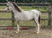 Welsh a yearling colt