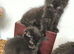 Kittens