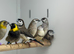 Cuban finches