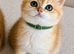 Tica registered ny12 British Shorthair Boys