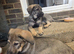 Gsd x kelpie