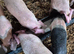 4 Gilt weaners for sale