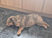 KC Female English bulldog