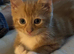 4 gorgeous kittens available now