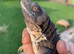 BREEDING PAIR OF SPINEY TAILED IGUANAS