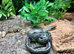 Vietnamese Blue Beauty Snakes at Birmingham Reptiles