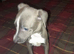Italian greyhound puppies