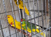 Kakarikies