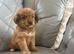Pomeranian X Shih Tzu