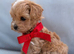 Asian toy F1 Maltipoo