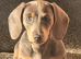 Blue- Tan Mini Dachshund
