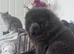 Stunning blue chowchow